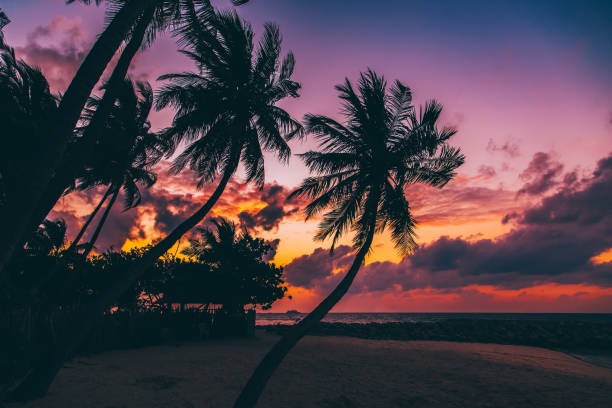 istock Silhouette of palm tree at beautiful tropical sunset 642910700