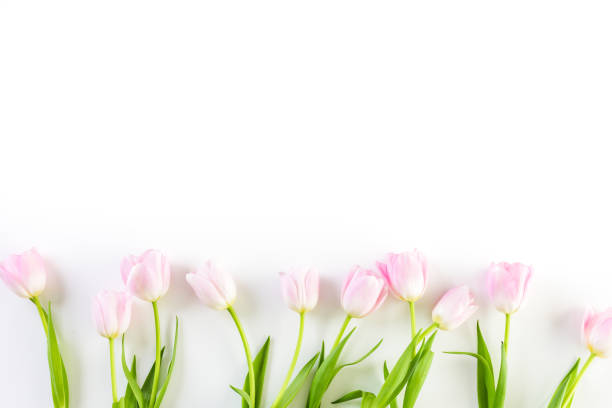 istock Bouquet of pink tulips 642917050