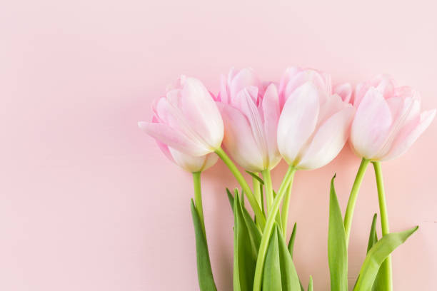 istock Bouquet of pink tulips 642917448