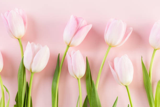 istock Bouquet of pink tulips 642917458