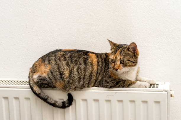 istock domestic cat relaxing on a warm radiator 642917762