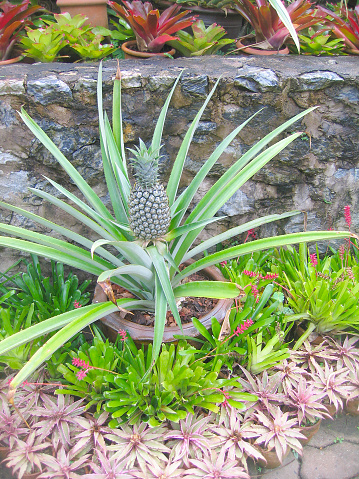 Rare tropical flowers and plants in a garden of orchids, Pattaya, Thailand, summer day