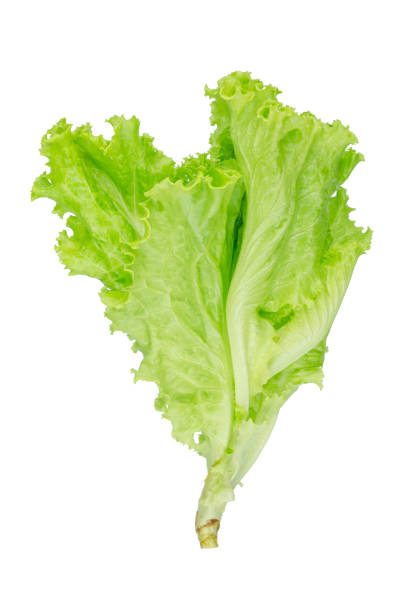 istock Salad leaf. Lettuce isolated on white background. 642932926