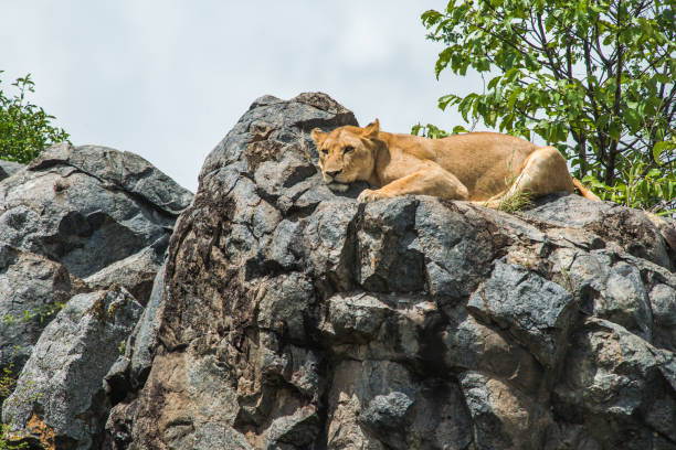 istock lioness at serengeti national park 642933578