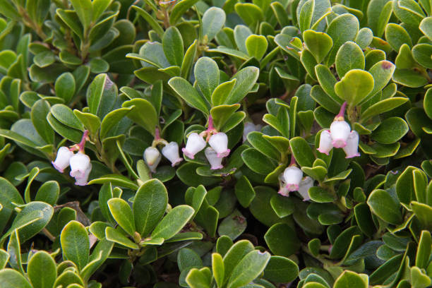 Bearberry Plant and Flowers - Planta y flores de Gayuba stock photo