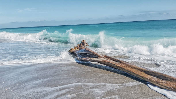 Picture of a log that was on the shoreline in Florida.  Picture was taken at Juno Beach in Florida on a bright and sunny day in the Fall.