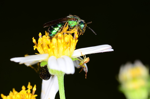 Yellow pollen covers much of a bright green wasp looking for food on a Spanish Needle flower. A small crab spider hides under one of the white flower petals, while an oblivious black beetle forages for food nearby. Photo taken in central Florida