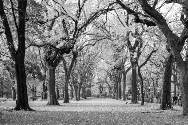 Photo of The Mall and Literary Walk in Central Park during the fall season