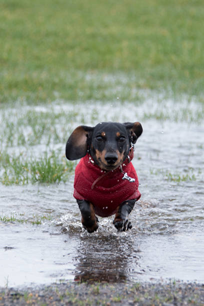 cucciolo di bassotto in miniatura che attraversa una pozzanghera - pets dachshund dog running foto e immagini stock