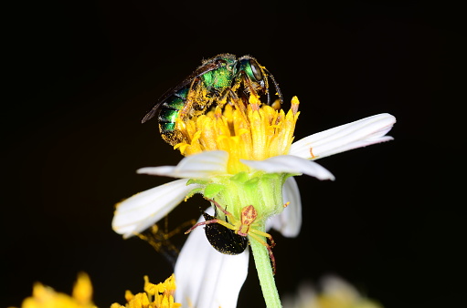 Yellow pollen covers much of a bright green wasp looking for food on a Spanish Needle flower. A small crab spider hides at the base of the flower, trying to remain undetected, while an oblivious black beetle forages for food nearby. Photo taken in central Florida