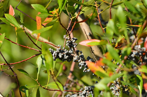 Black, ripe fruits on a wax myrtle bush in North Florida. Photo taken in central Florida