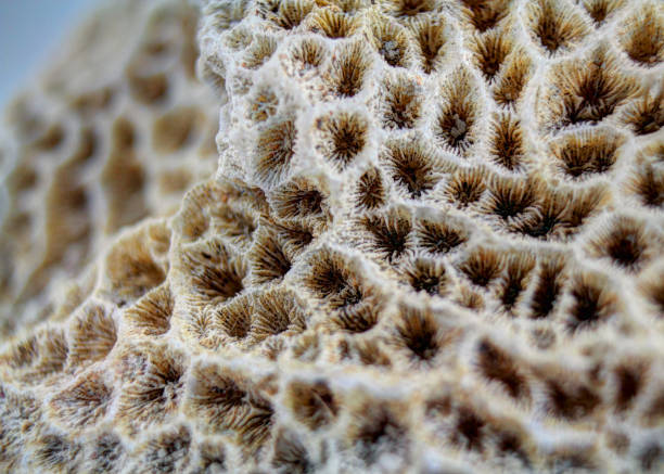 istock Close-up of Fossilized Coral 642955146