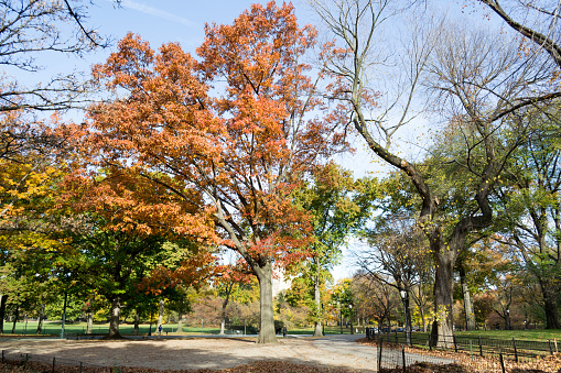The Mall and Literary Walk in Central Park contains one of the bigest and last remains of American Elms