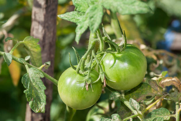 istock green tomatoes in garden 642962300