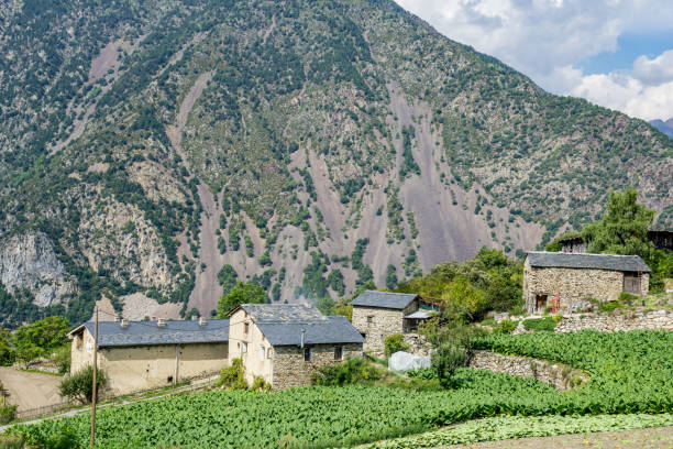 istock Tobacco plantation on a mountain slope 642965098