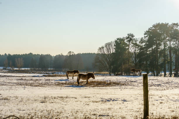 istock horses grazing on a meadow during winter 642967450
