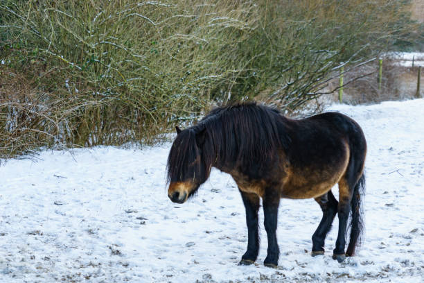 istock horses grazing on a meadow during winter 642968364