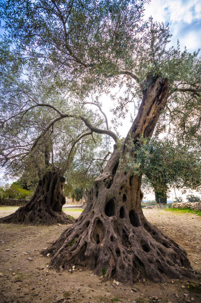 istock Olive field with big old tree roots and trunk. 642968502