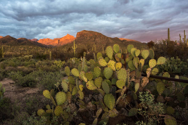 istock Sabino Canyon at sunset, Arizona, USA 642978084