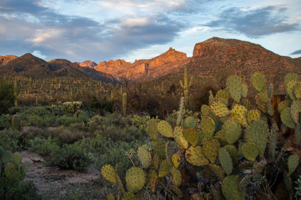 istock Sabino Canyon at sunset, Arizona, USA 642978086