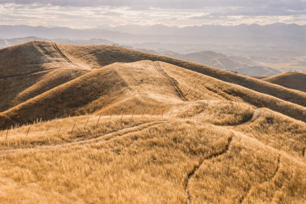 grassy hills in Marlborough, New Zealand at sunset