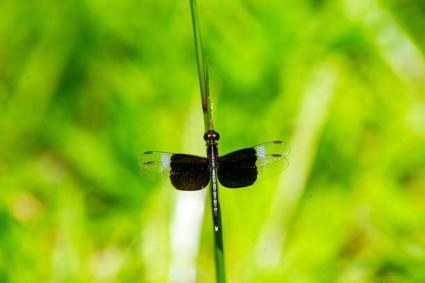 a Asian girl catching a damselfly.
