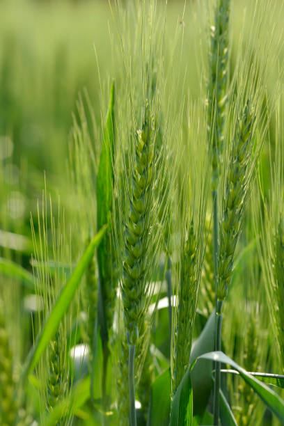 istock Close up of Fresh Green Wheat Stem. 642994070