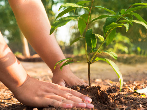 istock Close up male hand planting with sunlight 642994208