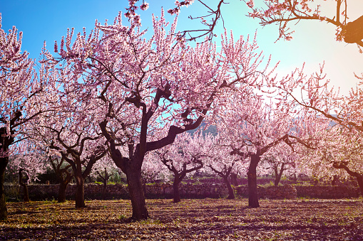 Horizontal shot of almond trees in bloom at spanish field. Wide angle high saturated image with a deep blue sky and high contrast.DSRL outdoors photo taken with Canon EOS 5D Mk II and Canon EF17-40mm f/4L USM