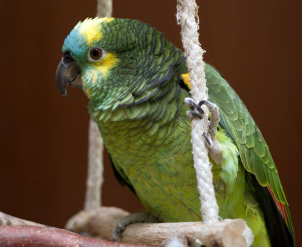 Turquoise fronted parrot The turquoise-fronted amazon (Amazona aestiva) amazona aestiva stock pictures, royalty-free photos & images