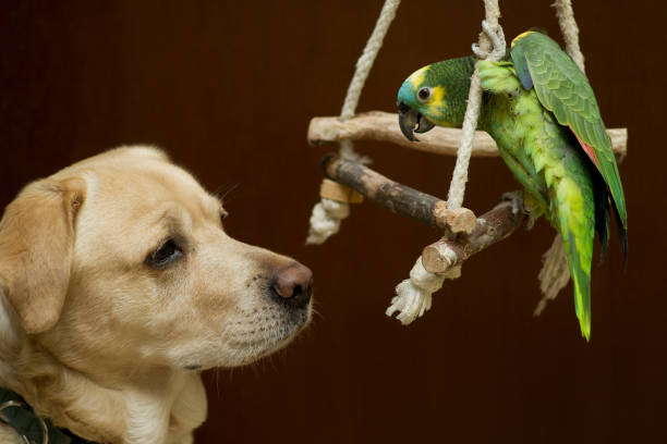 Develop a friendship Amazon parrot and labrador at home amazona aestiva stock pictures, royalty-free photos & images