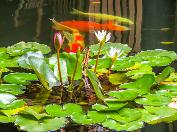 istock Thai house in a tropical garden 642998888