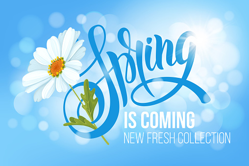 Unusual calligraphic inscription Spring is coming with spring flower - blooming white daisy. Conceptual vector illustration for advertising new product or announcement other events.