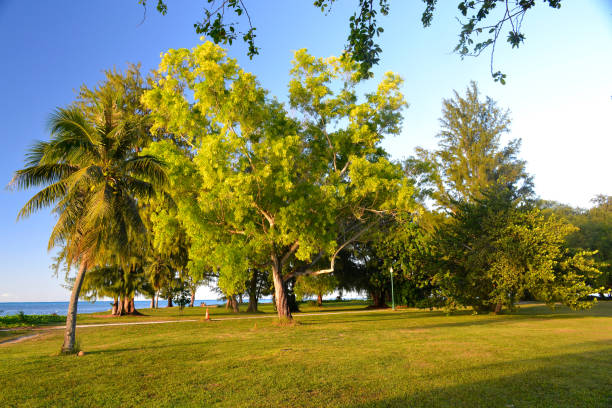 istock Leafy Treeline and Lush Lawn in a Beautiful Green Park 643002190