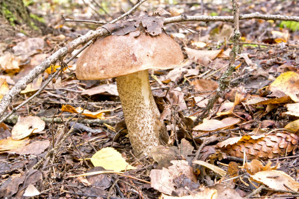 istock Mushroom brown cap Boletus to the forest 643002448