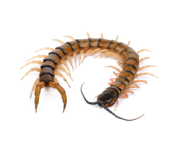 istock centipede isolated on the white background 643005784