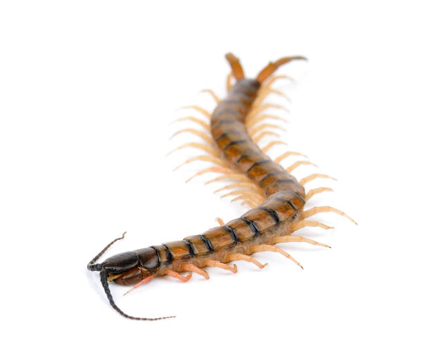 istock centipede isolated on the white background 643005892