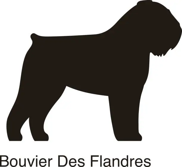 Vector illustration of Bouvier Des Flandres dog silhouette, side view, vector