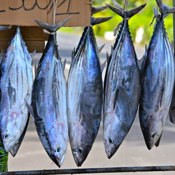 peces que venden en la carretera - big eye tuna fotografías e imágenes de stock