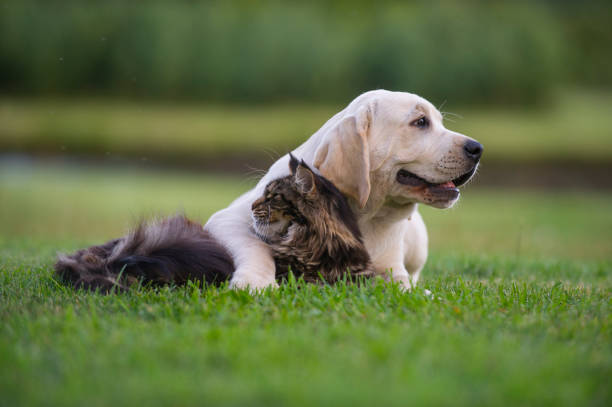 istock Labrador puppy  and maine coon kitten 643009942