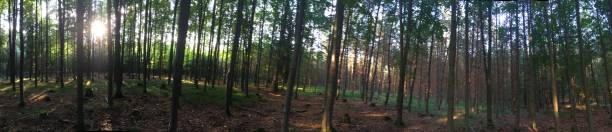 istock Summer in the woods 643014602
