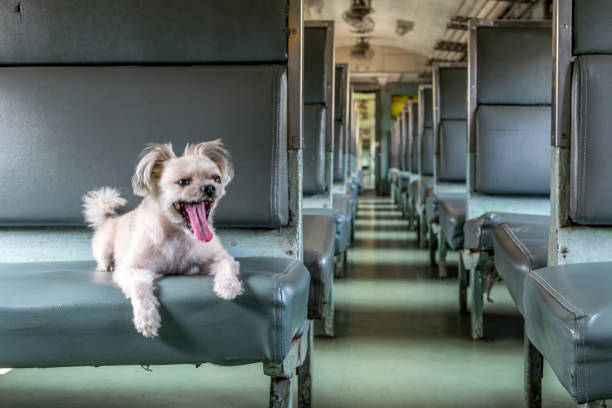 istock Dog so cute travel train 643025004