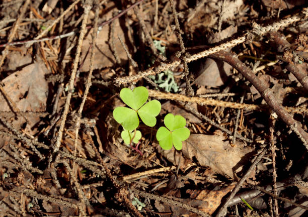 istock Bright leaf clover on background of dry branches and leaves 643025594