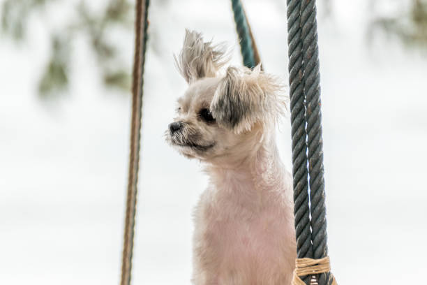 istock Dog so cute on beach swing 643031600