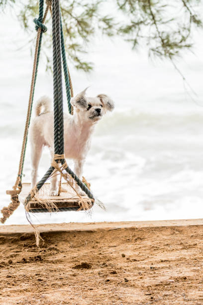 istock Dog so cute on beach swing 643031606