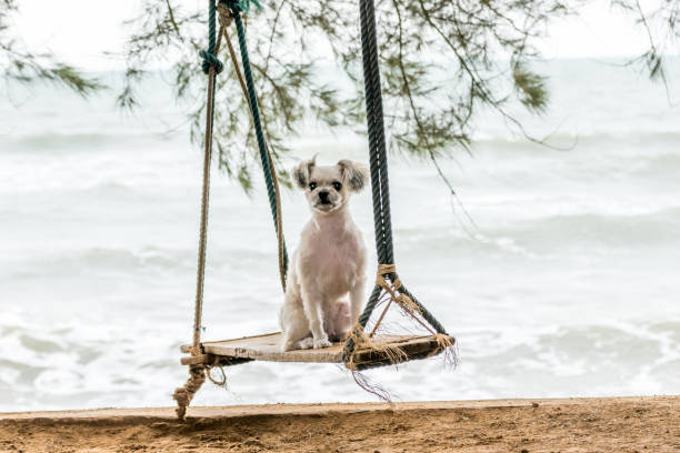 istock Dog so cute on beach swing 643031608
