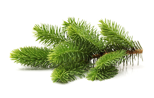 Pine tree branch on a white background