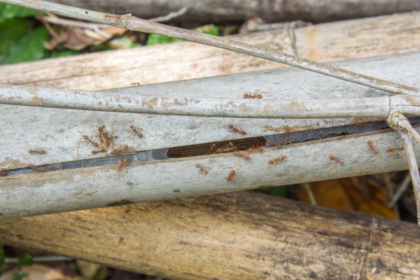 istock closeup red ant nest in old bamboo 643042624