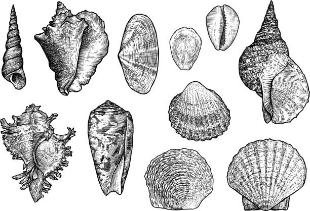 deniz kabuğu toplama, gravür, illüstrasyon, koleksiyon çizim - seashell illüstrasyonlar stock illustrations