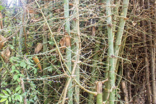 istock green bamboo forest in thailand 643042880